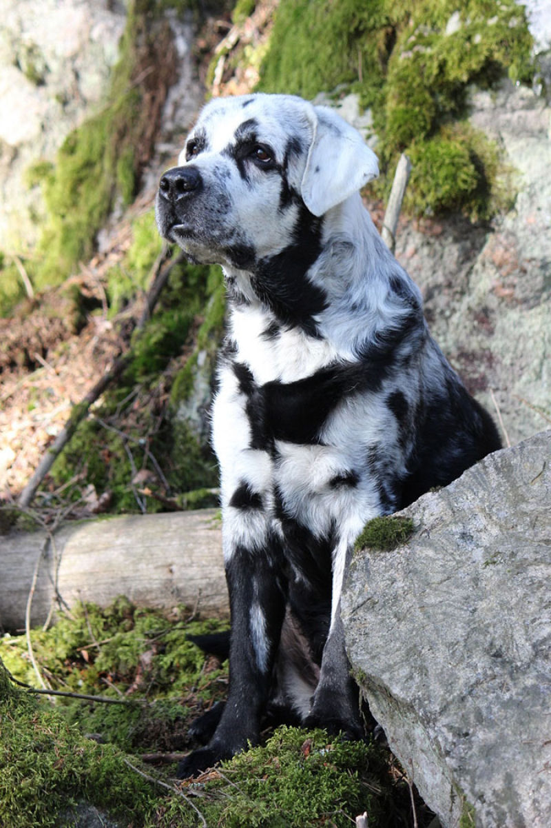 Este é Blaze, o Labrador Retriever preto que está ficando branco por causa do Vitiligo 17