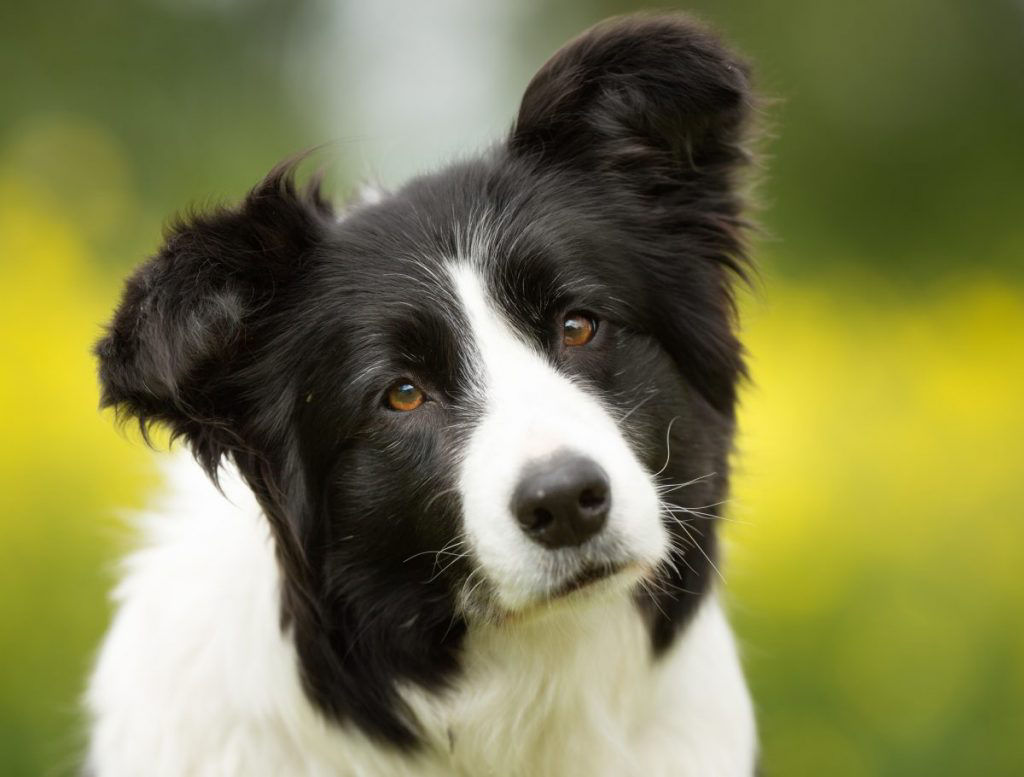 Novo estudo oferece pistas de por que os cães inclinam a cabeça?