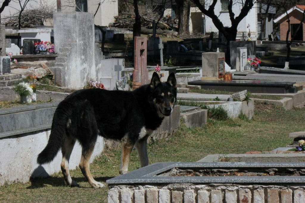 Cão leal argentino guarda a sepultura do seu dono por 10 anos