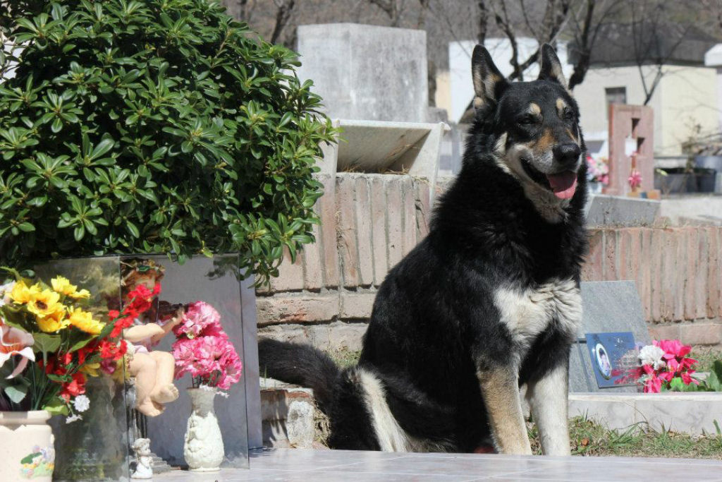 Cão leal argentino guarda a sepultura do seu dono por 10 anos