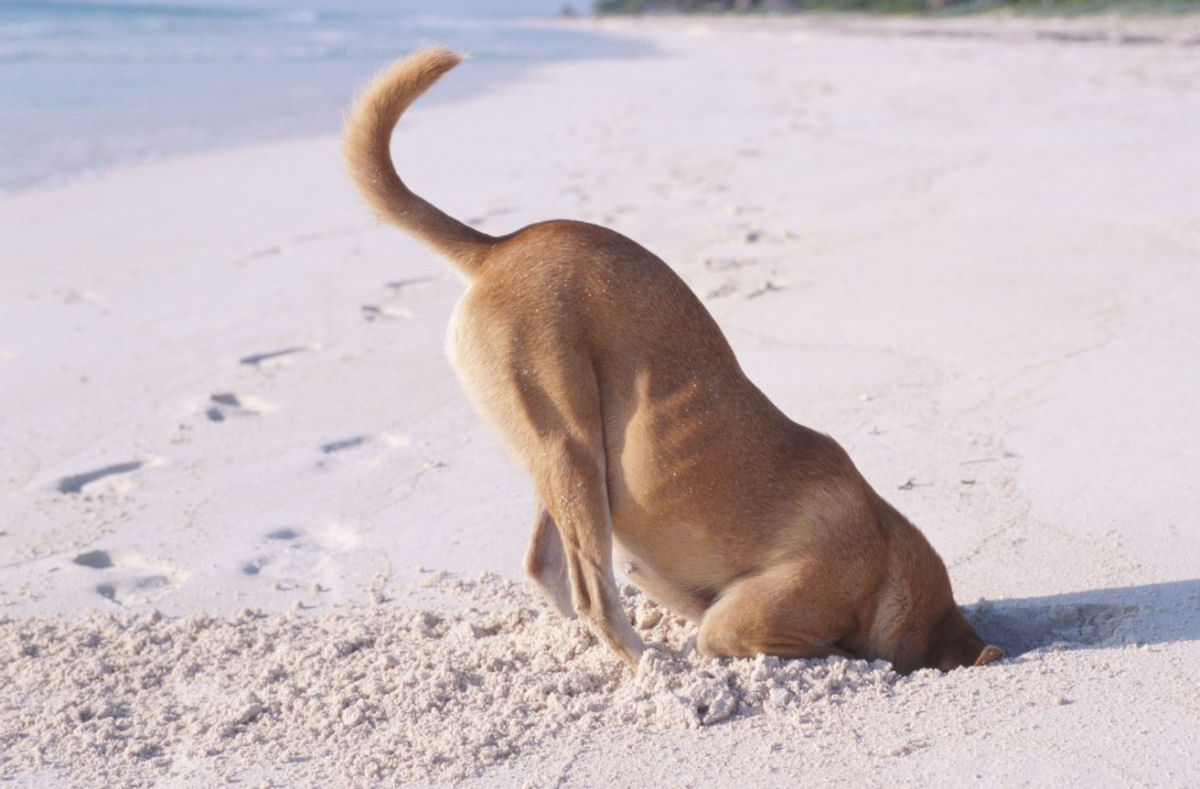 O que leva alguns cães a cavar em todos os cantos que se encontre, segundo a ciência