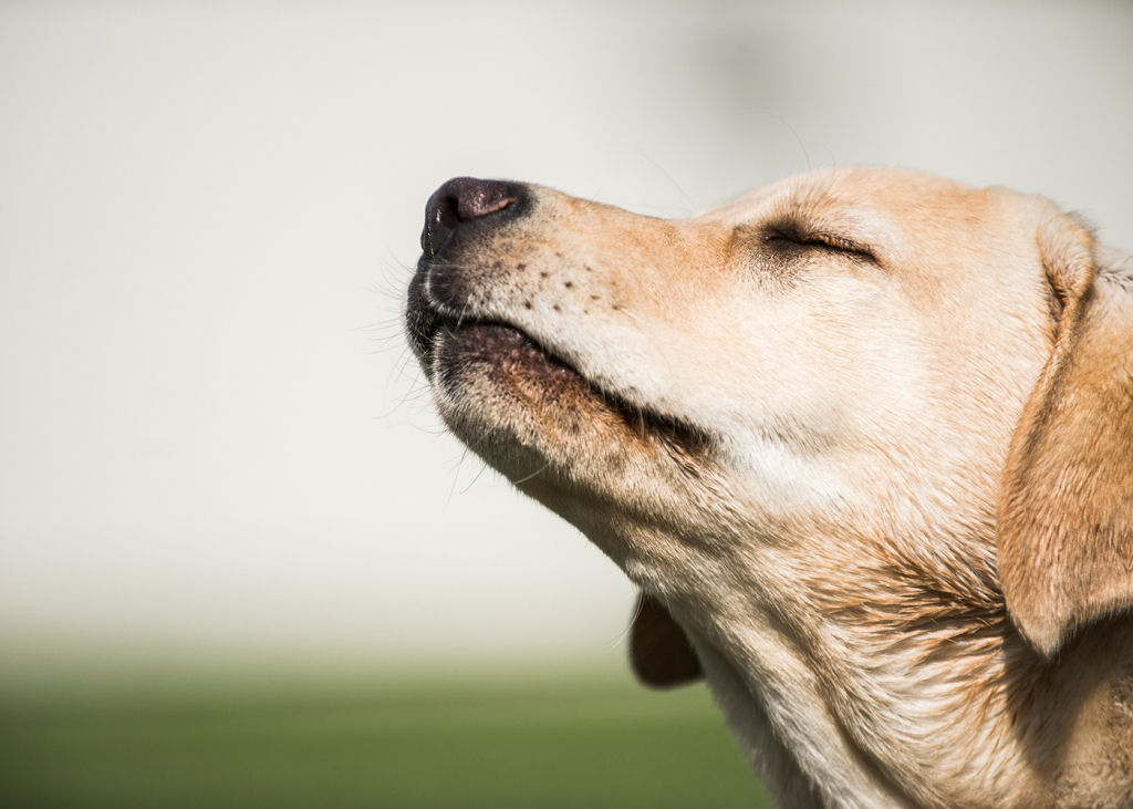 Os cães treinados para detectar o coronavírus acertam 100% das vezes