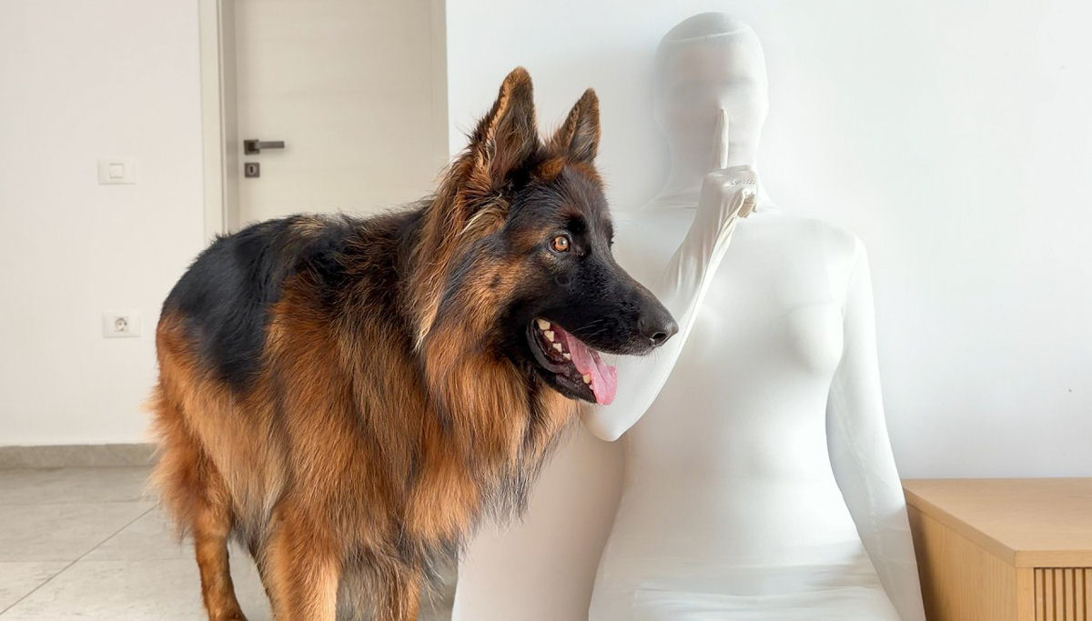 Cães ficam confusos com humano camuflado com a mesma cor da parede
