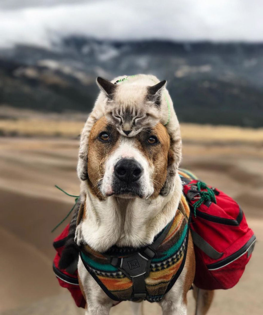 Gato e co adoram viajar juntos e suas fotos tambm provam que so melhores amigos 01
