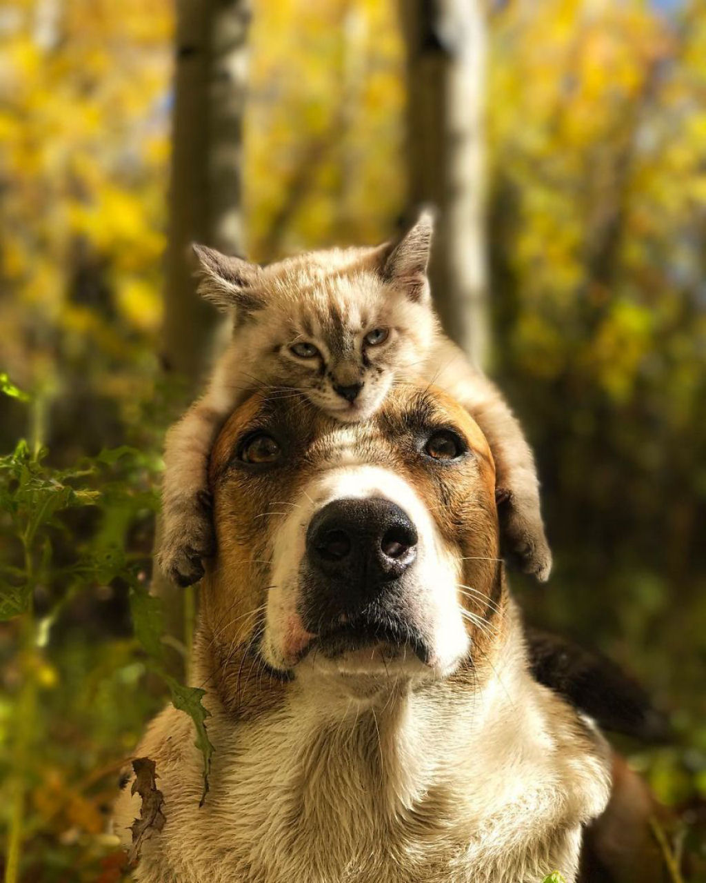 Gato e co adoram viajar juntos e suas fotos tambm provam que so melhores amigos 15