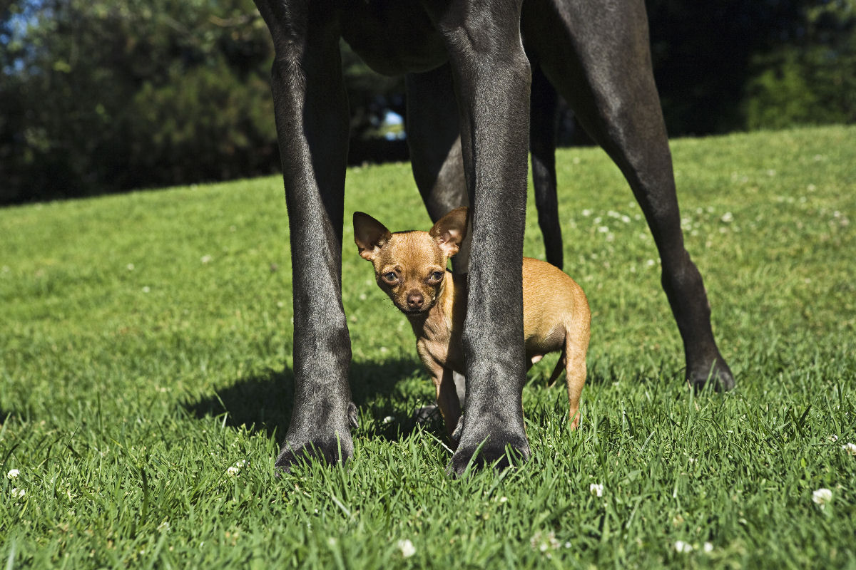 O tamanho importa: a matem�tica oculta da vida