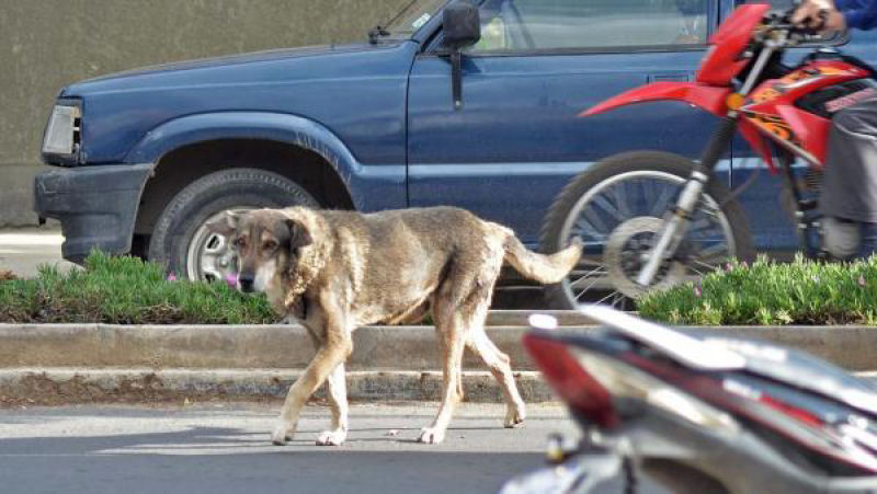 Huachito, o fiel cão boliviano que ainda espera seu dono 5 anos após sua morte