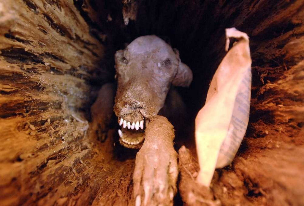O estranho caso do cão preso e preservado dentro de uma árvore por mais de 50 anos