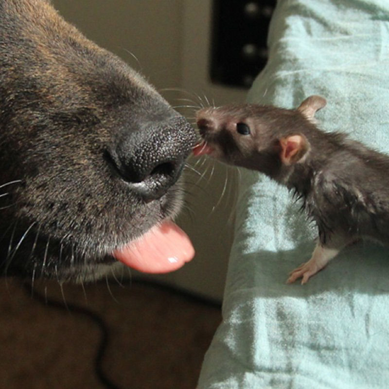 Um co e um rato resgatados so os melhores parceiros do mundo 12