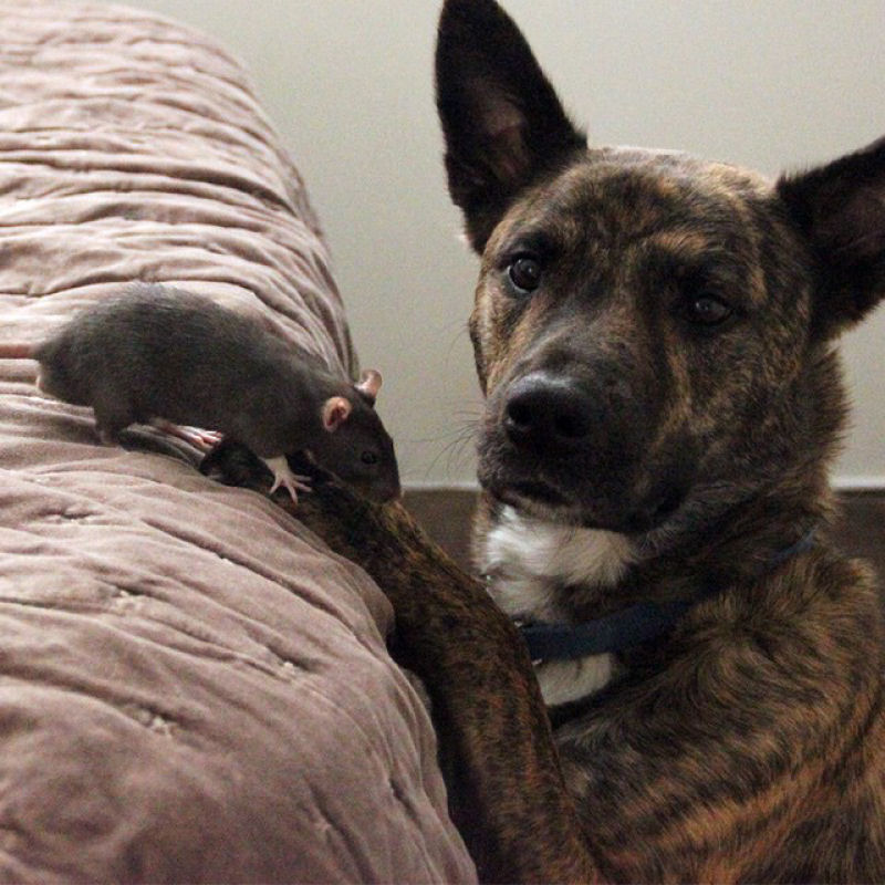 Um co e um rato resgatados so os melhores parceiros do mundo 13