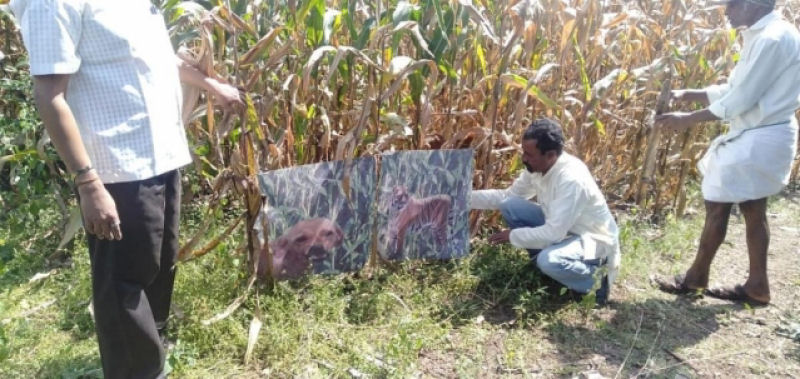 Agricultor indiano pinta seu co como tigre para espantar os macacos invasores