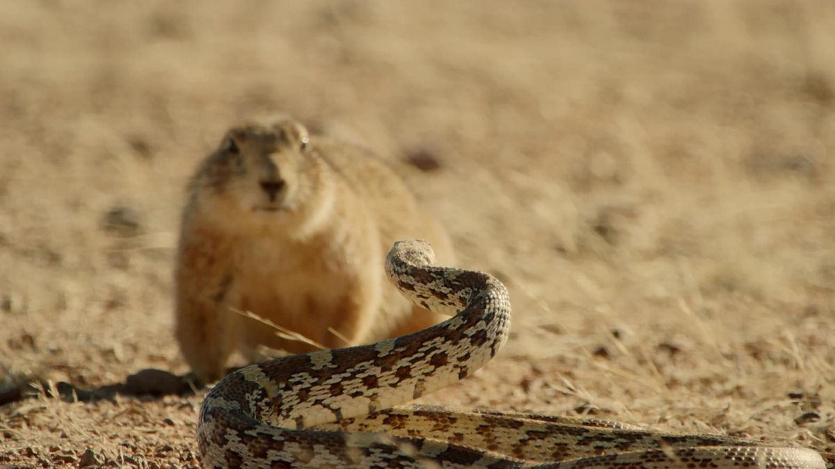 O que acontece quando um cão-da-pradaria se departa com uma enorme cobra-touro?