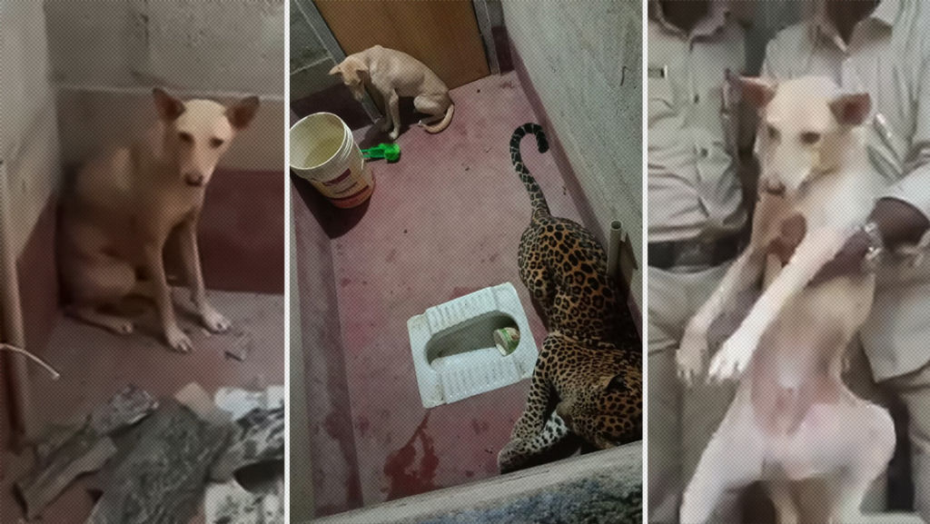 Cão permanece encerrado com um leopardo em um banheiro durante 7 horas na Índia