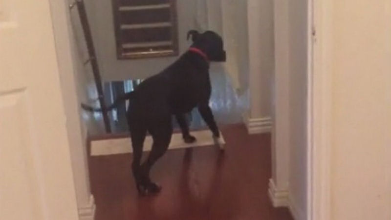 Cão anda de ré para superar seu medo de portas