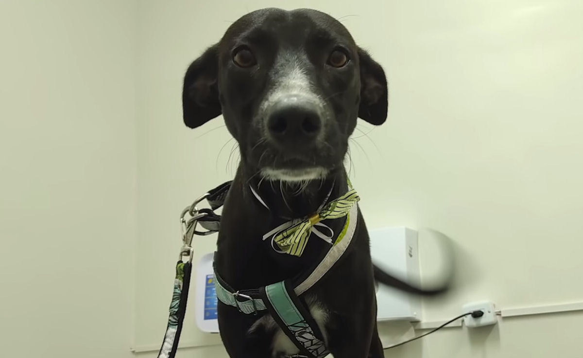 O final feliz do cãozinho que pediu ajuda na clínica no Ceará