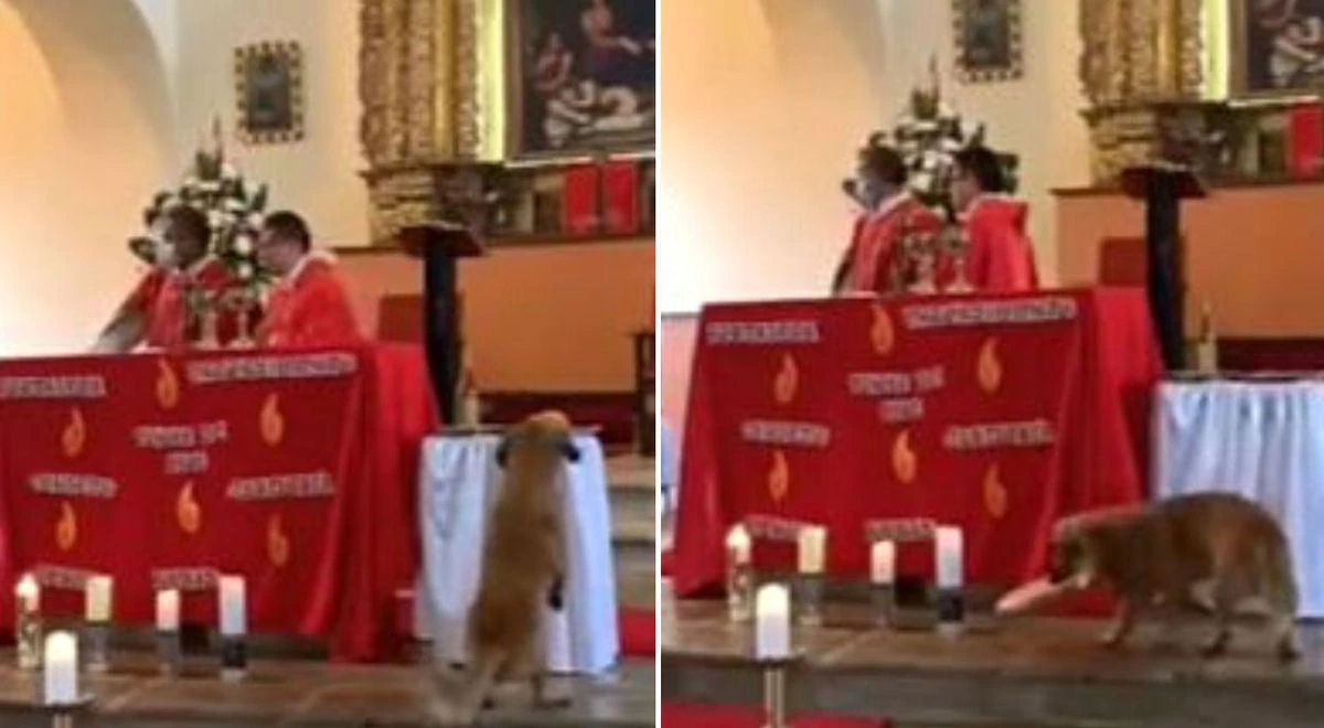 Cão entra em uma igreja na Colômbia e rouba o pão do padre em plena missa