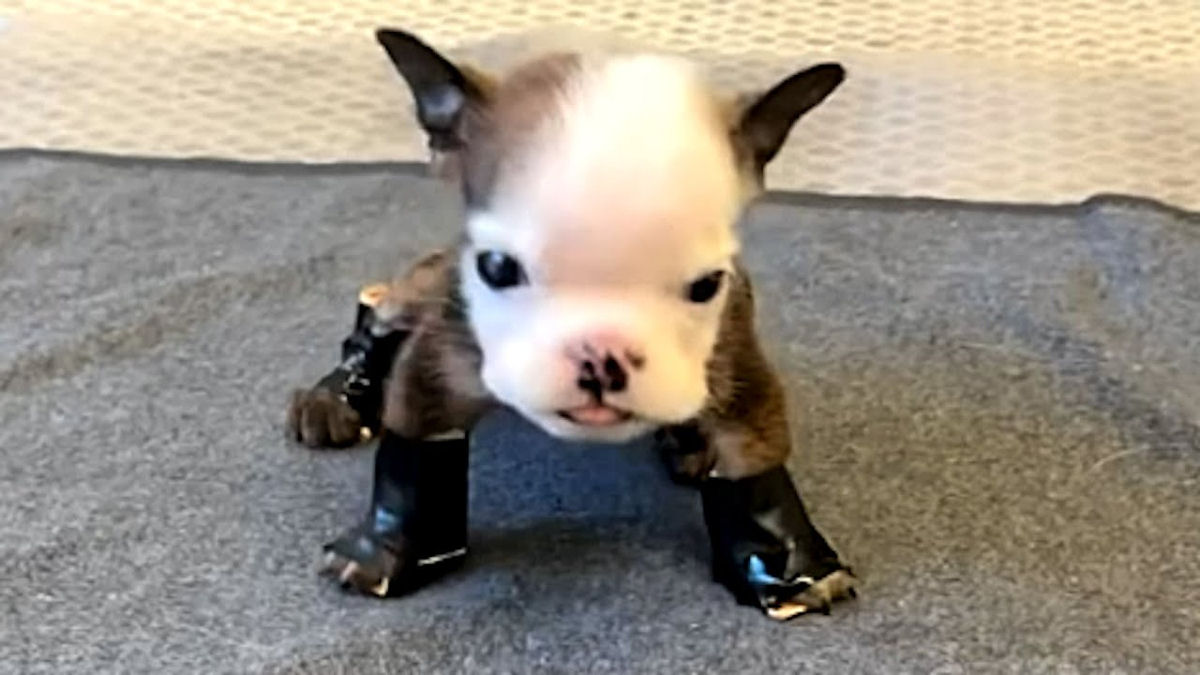 Walter, o filhote com deficiência caminha pela primeira vez