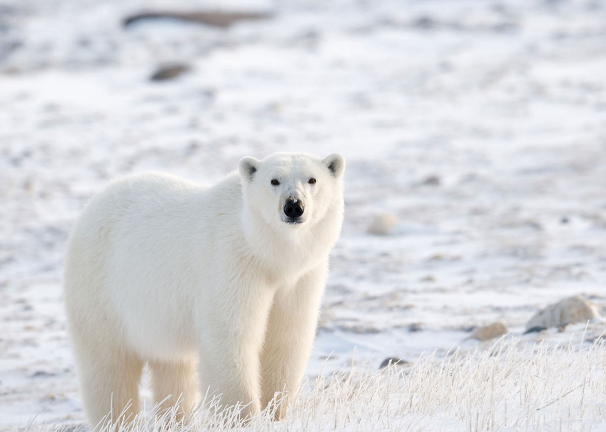 Explore a Capital Mundial do Urso Polar