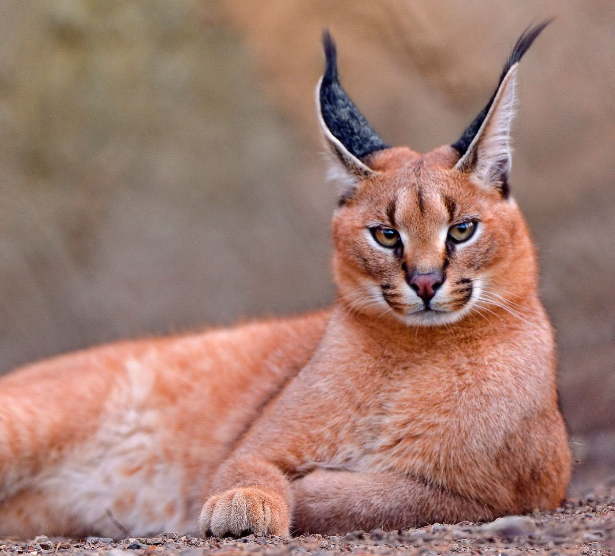 Por que o gato caracal parece tão agressivo?