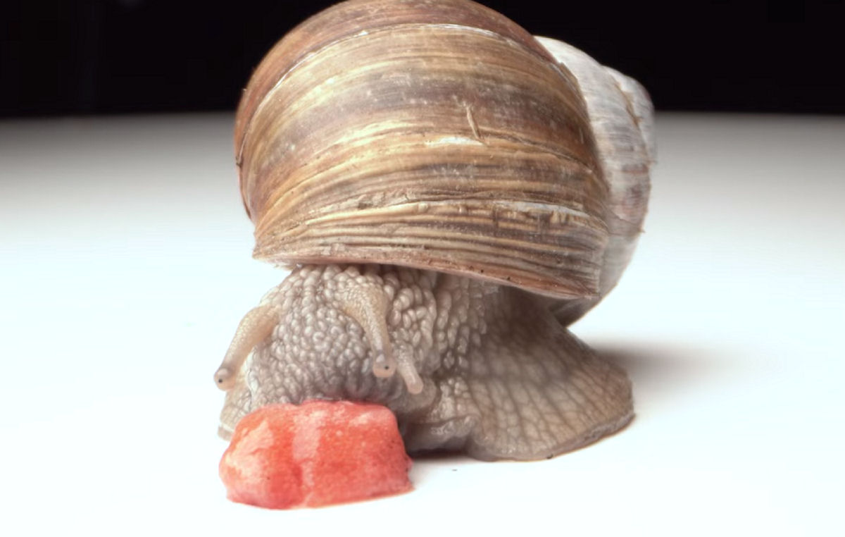 Experimente a estranheza desconfortvel de ver um caracol comendo morango