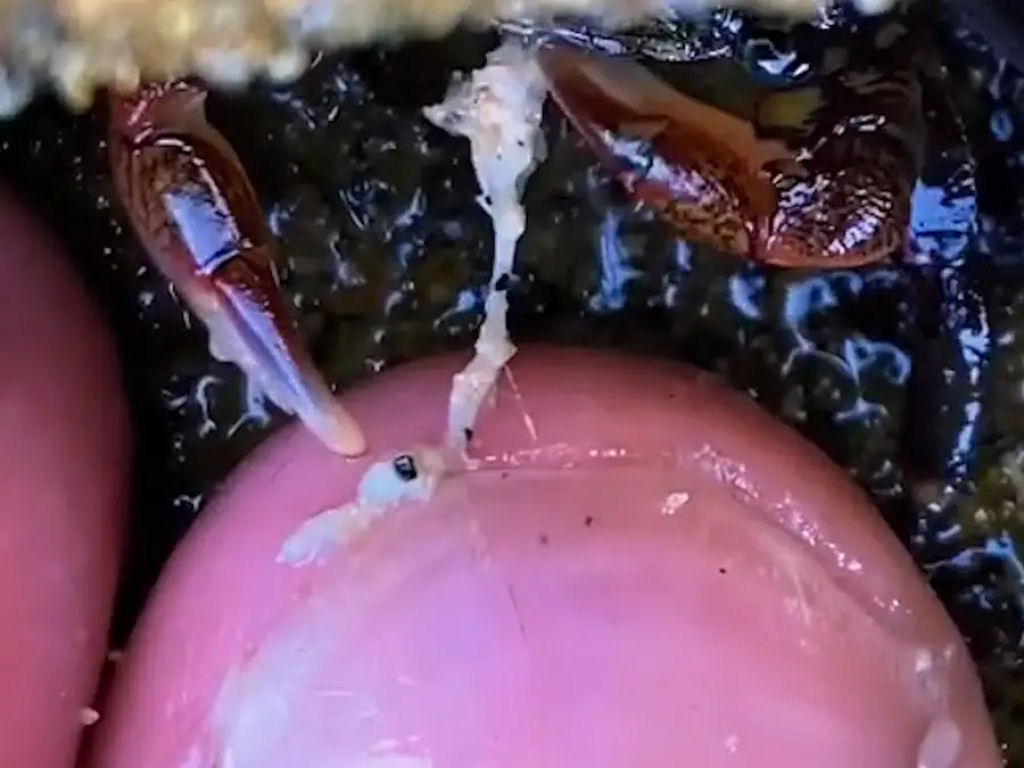 Este caranguejo carnvoro sabe fazer pedicure