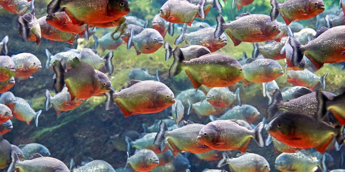O que realmente acontece quando você cai em águas infestadas de piranhas?