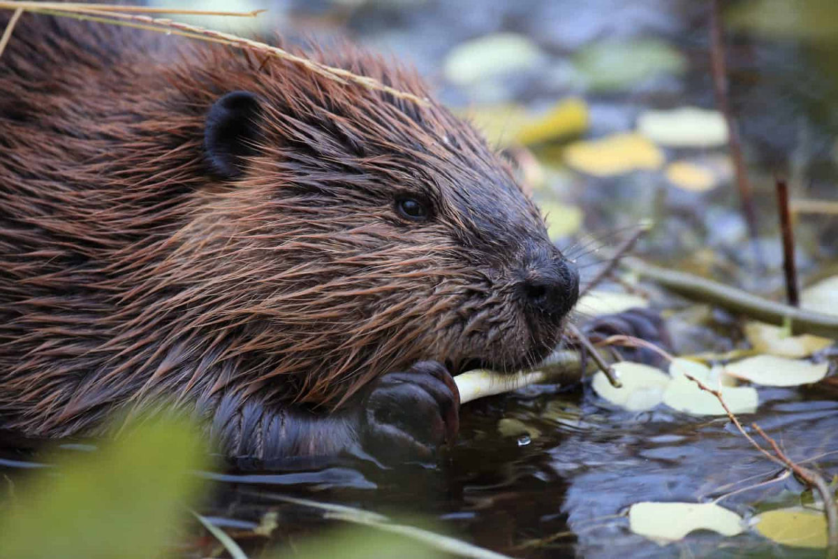 Castores s�o considerados her�is no hemisf�rio norte e vil�es no sul