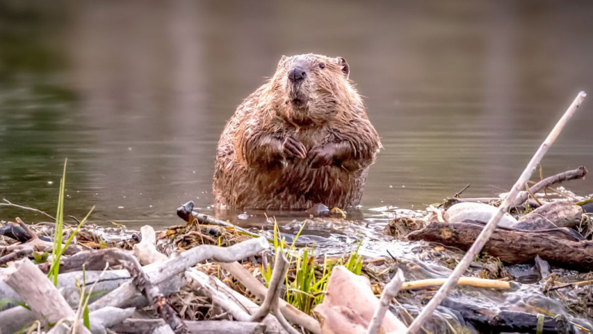 Beaver dam honda