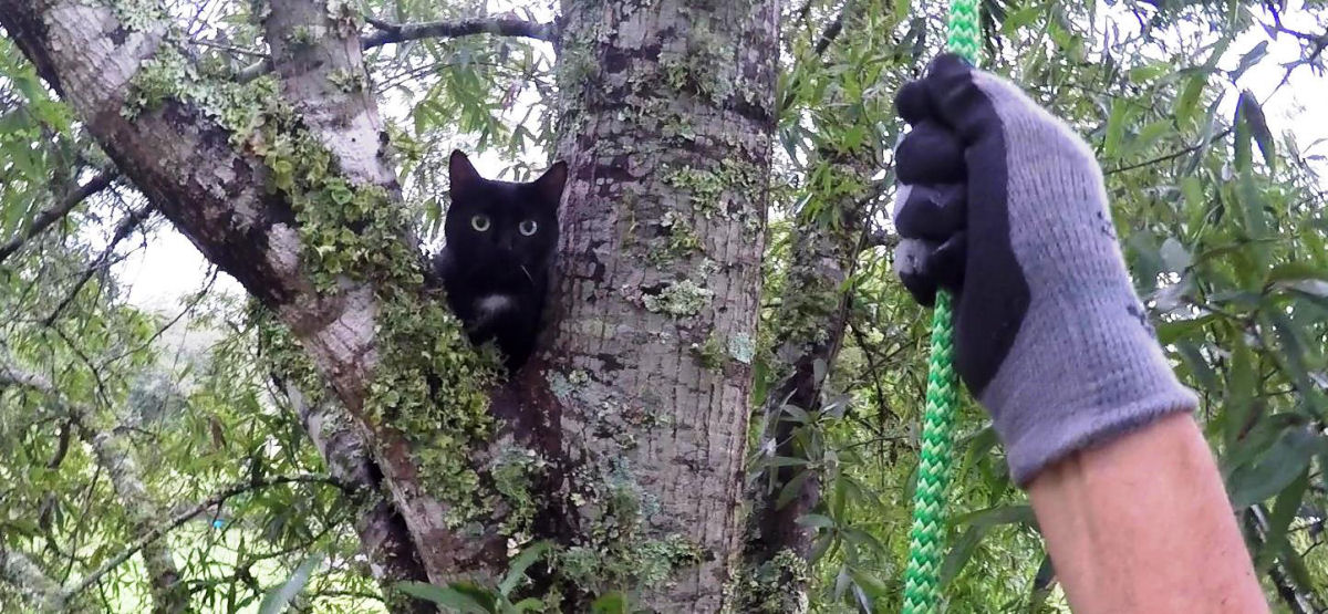 Aposentado dedica sua vida a resgatar gatos das rvores
