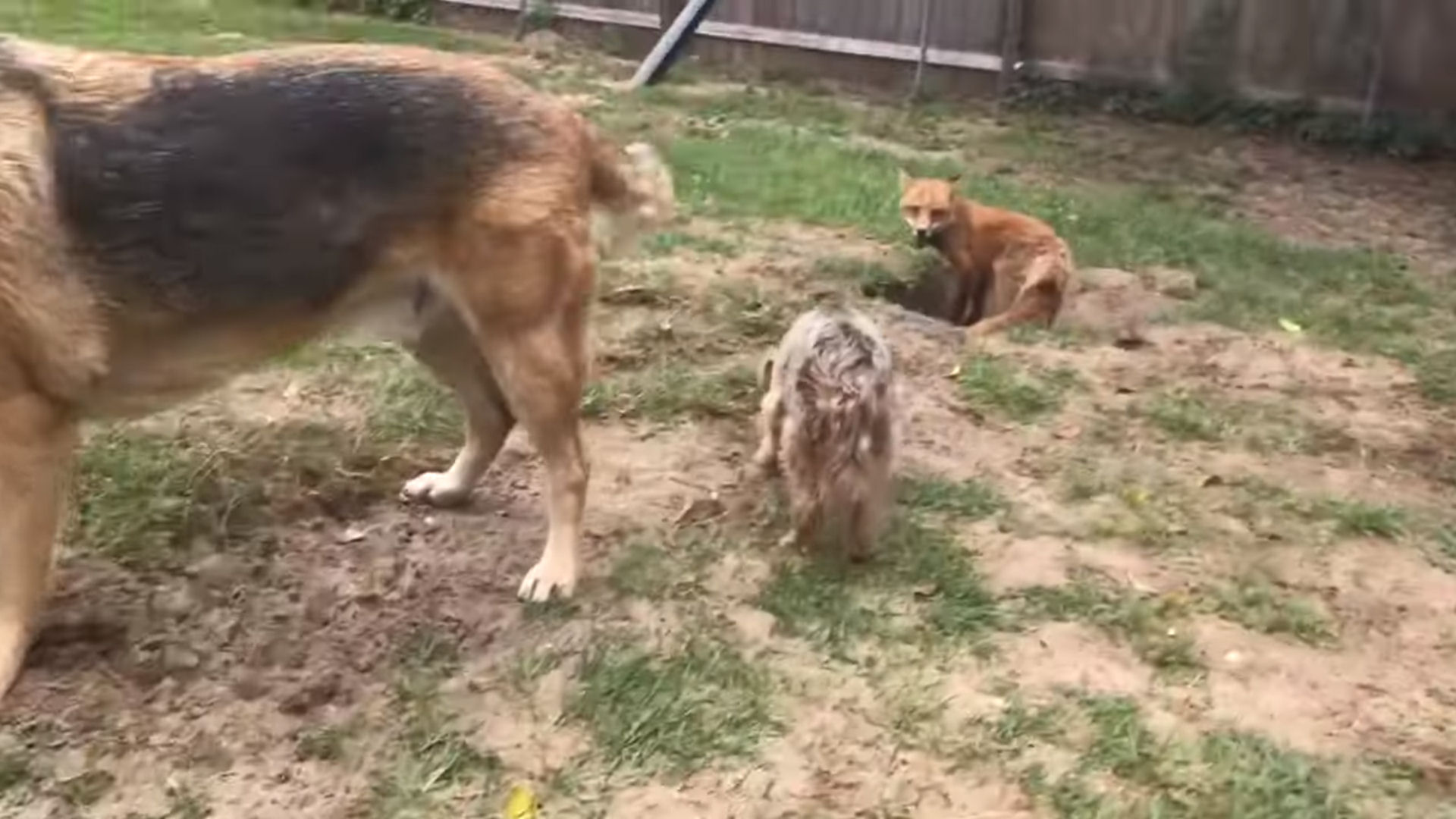 Raposa de estimação ganha um novo túnel para dar 'baile' em cão da casa