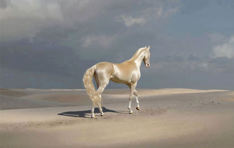 Muitos acham que esta criatura rara  o cavalo mais bonito do mundo 01