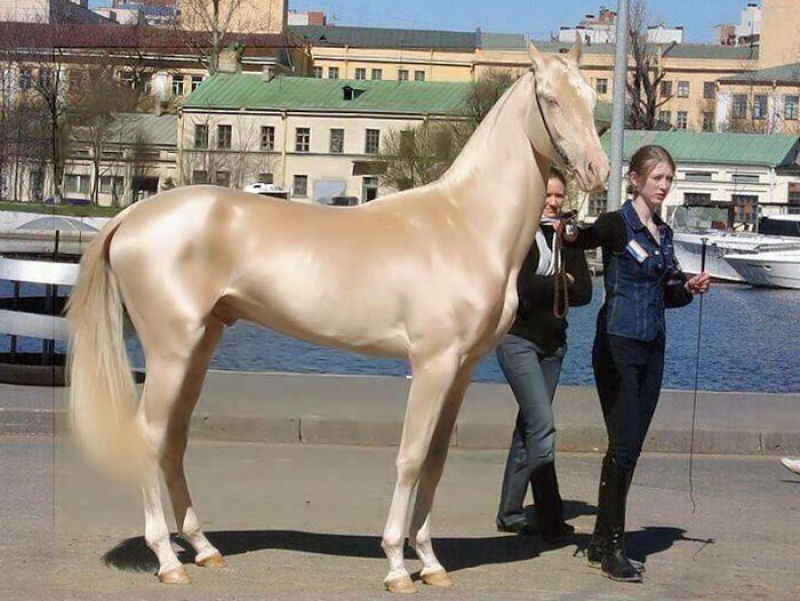 Muitos acham que esta criatura rara  o cavalo mais bonito do mundo 02