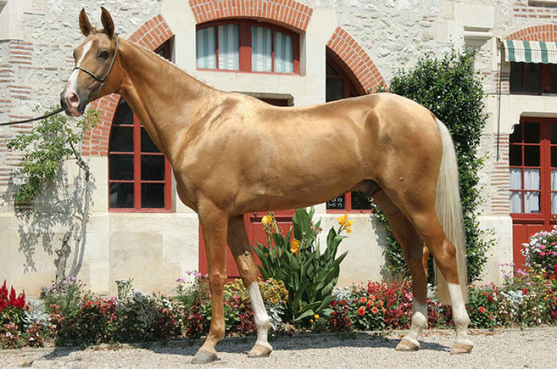 Muitos acham que esta criatura rara  o cavalo mais bonito do mundo 03