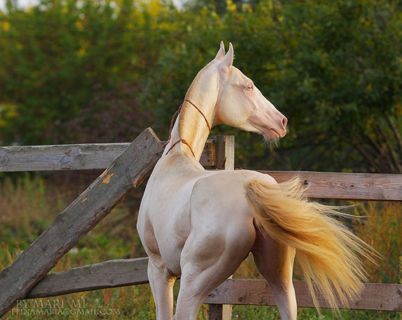 Muitos acham que esta criatura rara  o cavalo mais bonito do mundo 04