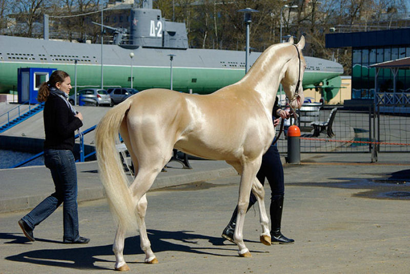 Muitos acham que esta criatura rara  o cavalo mais bonito do mundo 05