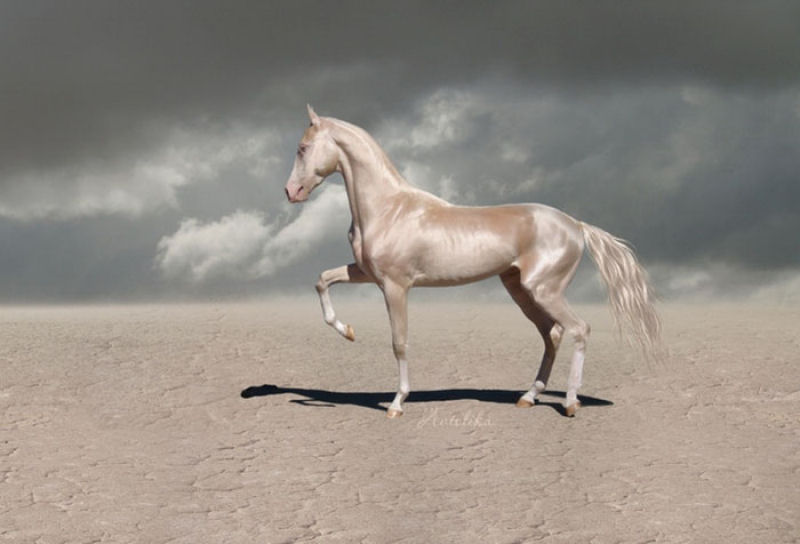 Muitos acham que esta criatura rara  o cavalo mais bonito do mundo 06