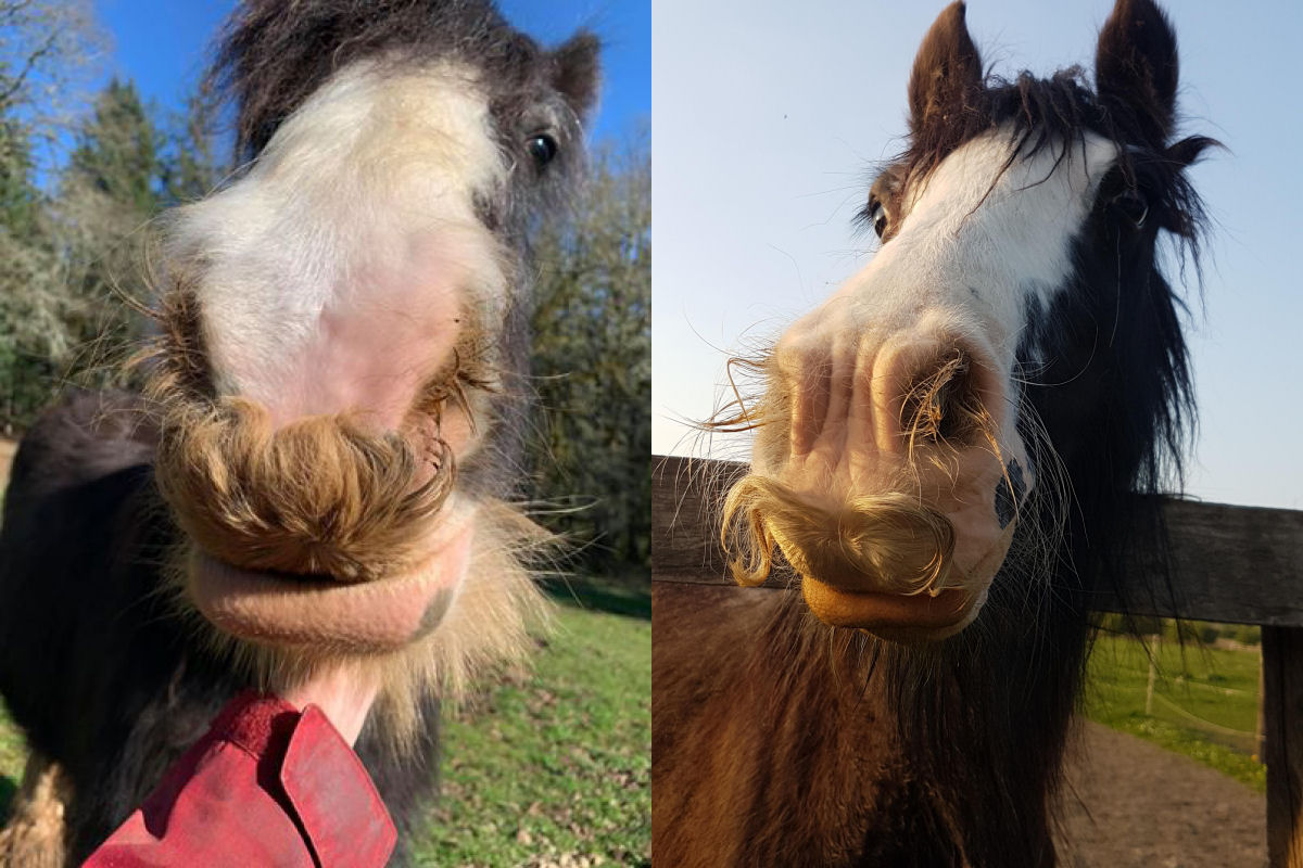 Aparentemente, os cavalos também podem cultivar grandes bigodes