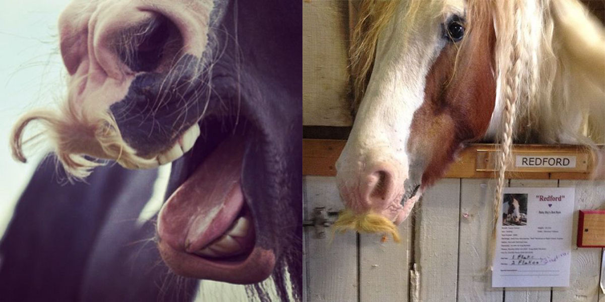 Aparentemente, os cavalos também podem cultivar grandes bigodes