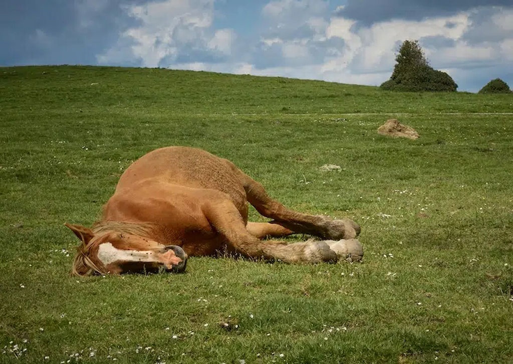 Cavalo travesso finge-se de morto sempre que alguém tenta montá-lo
