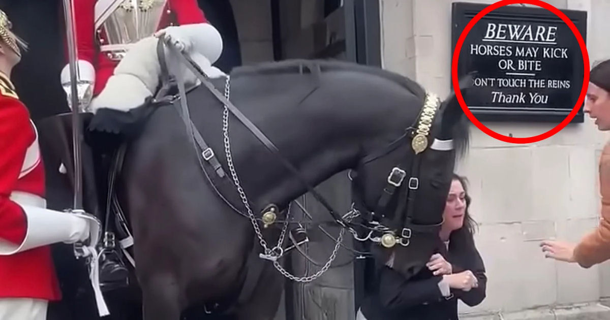 Mulher  mordida pelo cavalo da guarda do rei em Londres enquanto posava para foto