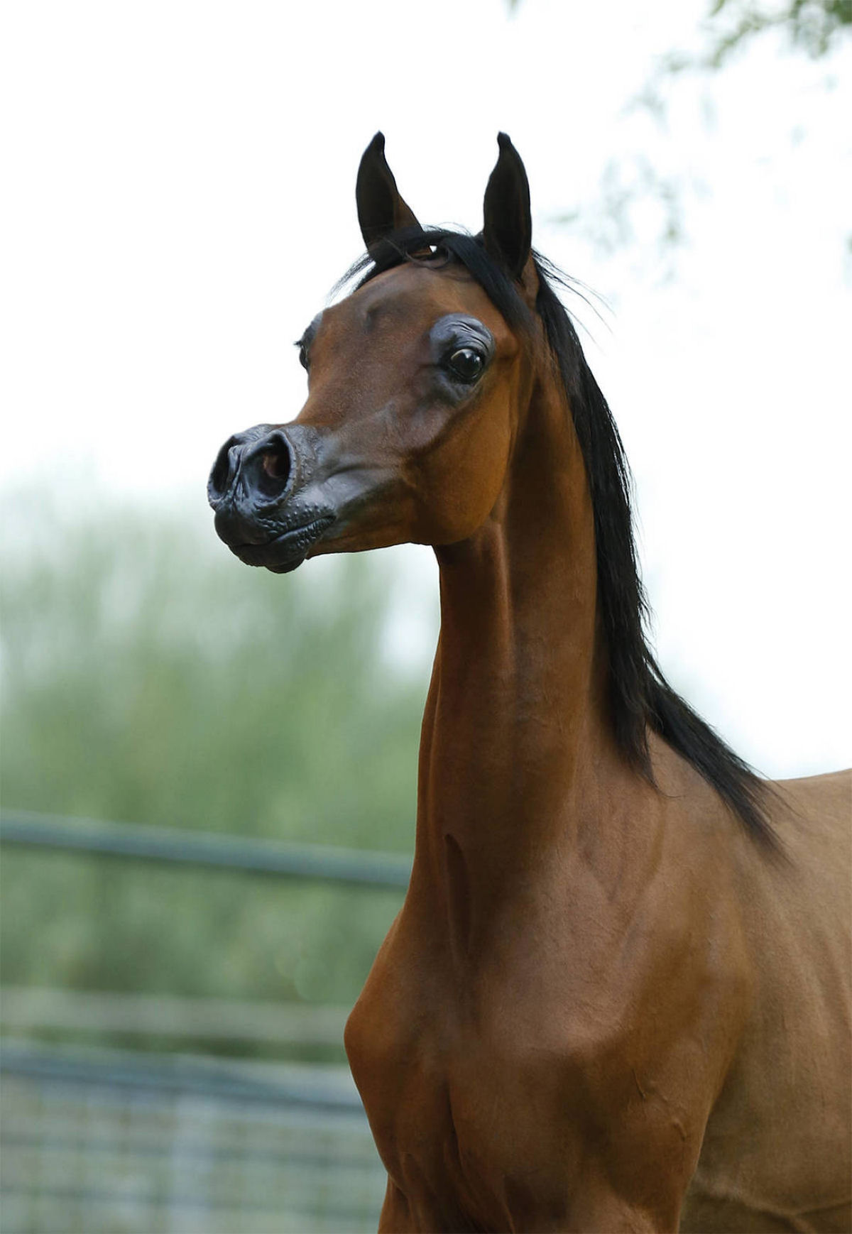 Арабская чистокровная лошадь Акимушкин