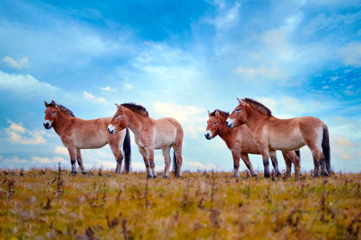 Pesquisadores revelam que cavalos selvagens, tal como os humanos, vivem numa sociedade complexa e de vrios nveis
