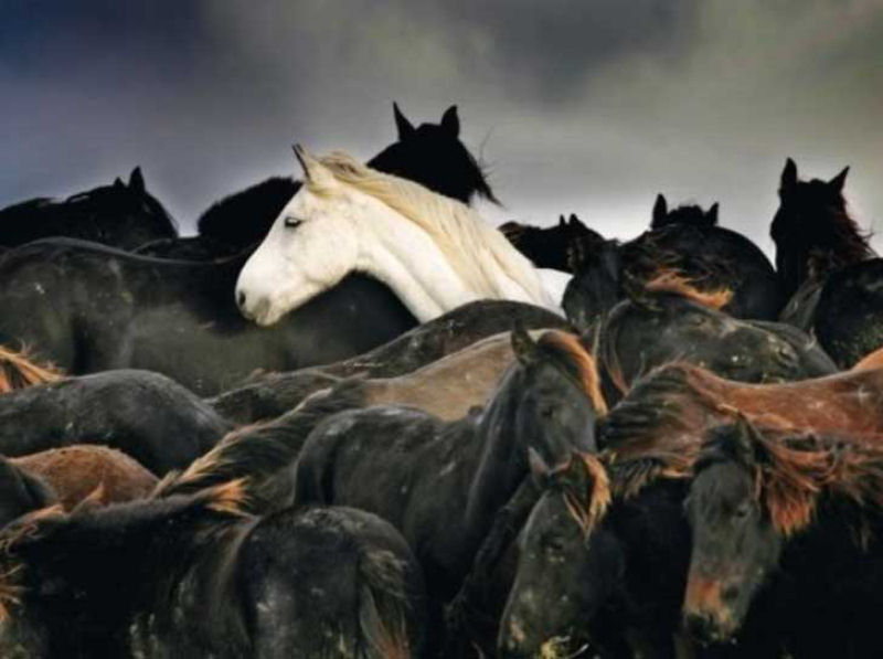 O dia em que 7 hericas mulheres fizeram o impossvel para salvar 200 cavalos presos em uma ilha