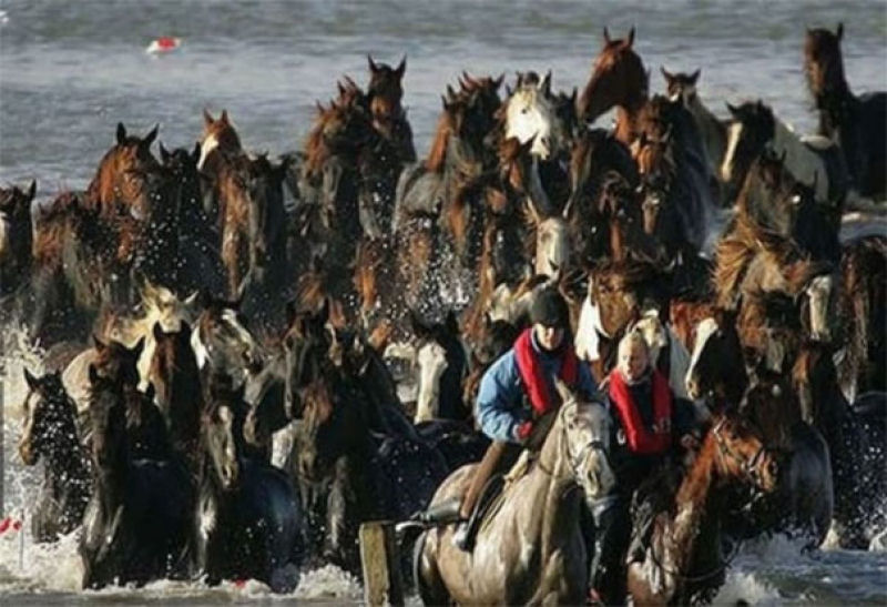 O dia em que 7 hericas mulheres fizeram o impossvel para salvar 200 cavalos presos em uma ilha