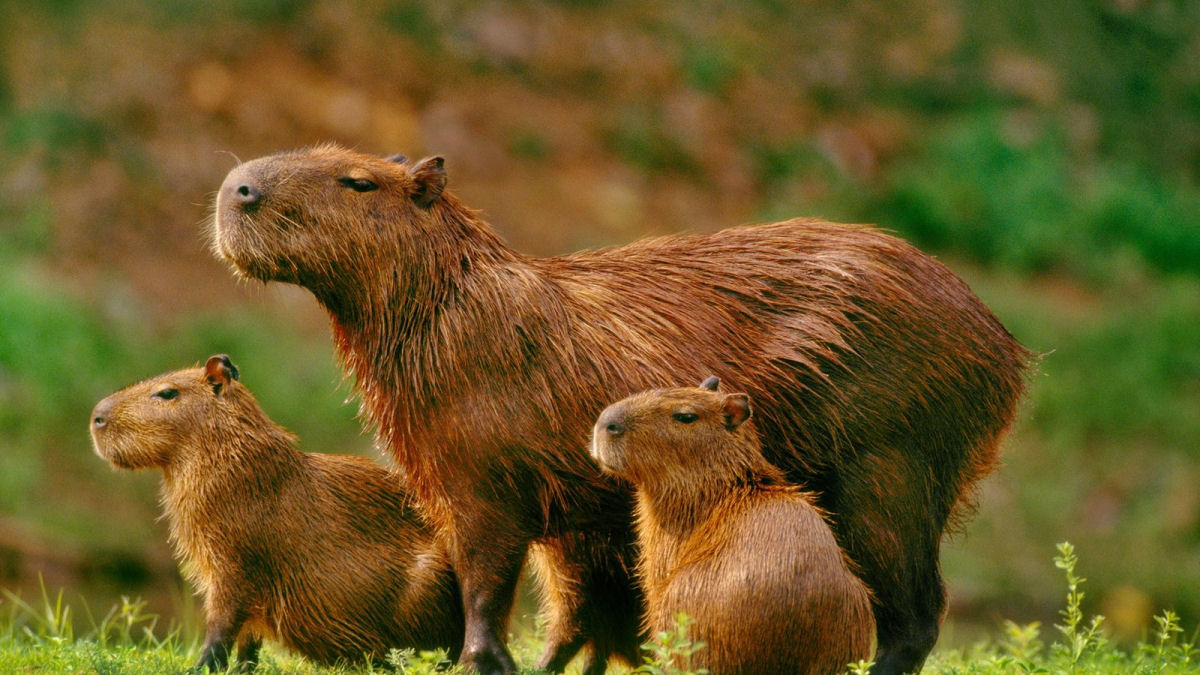 O ancestral da capivara atravessou o Atlntico de 'jangada'