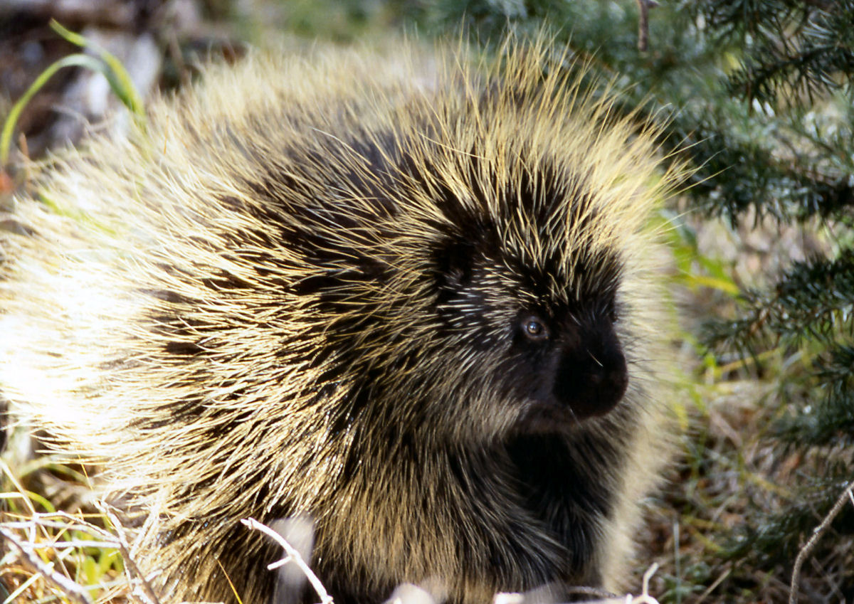 O ancestral da capivara atravessou o Atlntico de 'jangada'