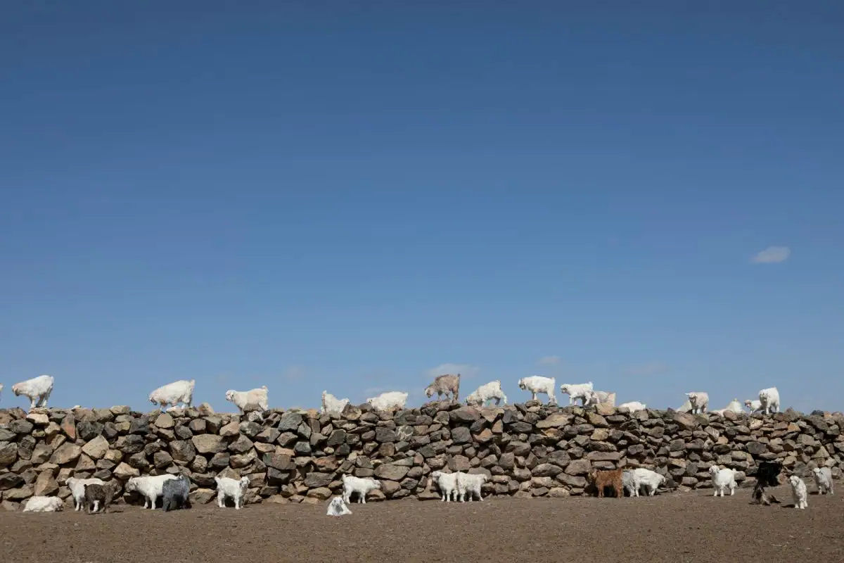 Cabras produtoras de caxemira esto prosperando com uma pequena ajuda da NASA