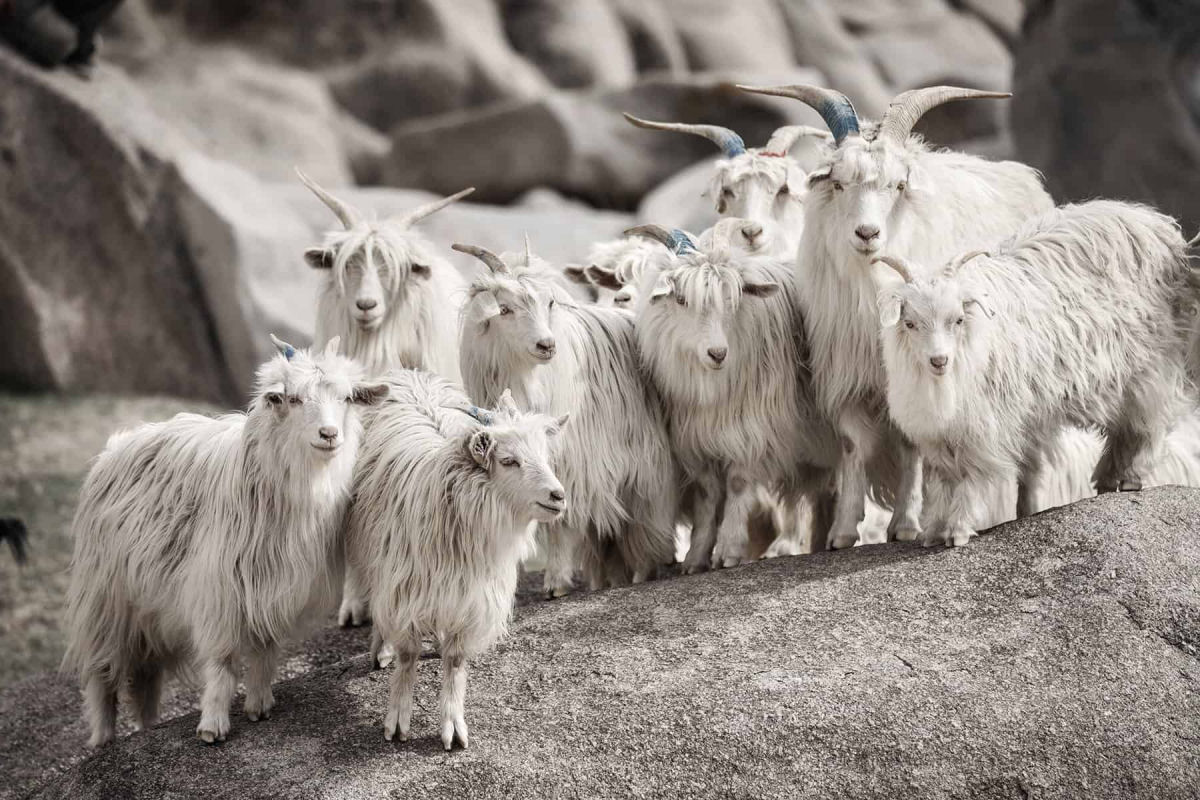 Cabras produtoras de caxemira esto prosperando com uma pequena ajuda da NASA