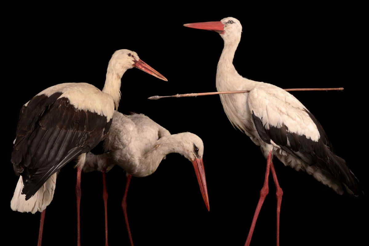 'Cegonhas-flecha', as aves que retornam da migração com flechadas africanas