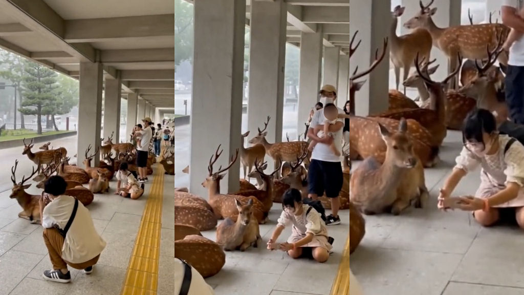 Cervos se abrigam sob um toldo de concreto durante uma tempestade em Nara, Japo
